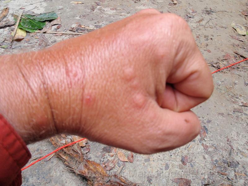 P22 African bees are real bitches. We were attacked every five minutes and I counted more than 35 bee-stings on my body. Hand s.jpg